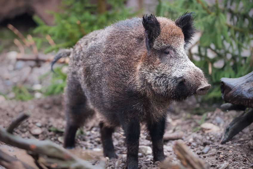 SANGLIER
