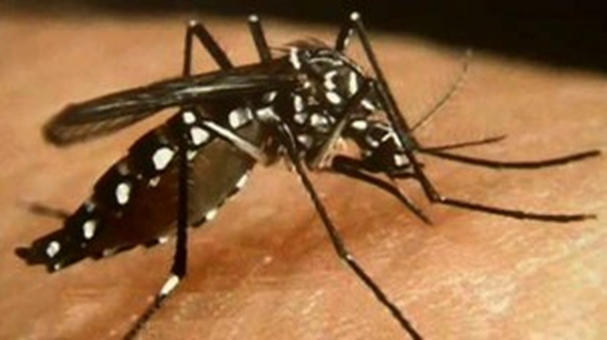 NÎMES Moustique tigre : c’est maintenant qu’il faut agir !