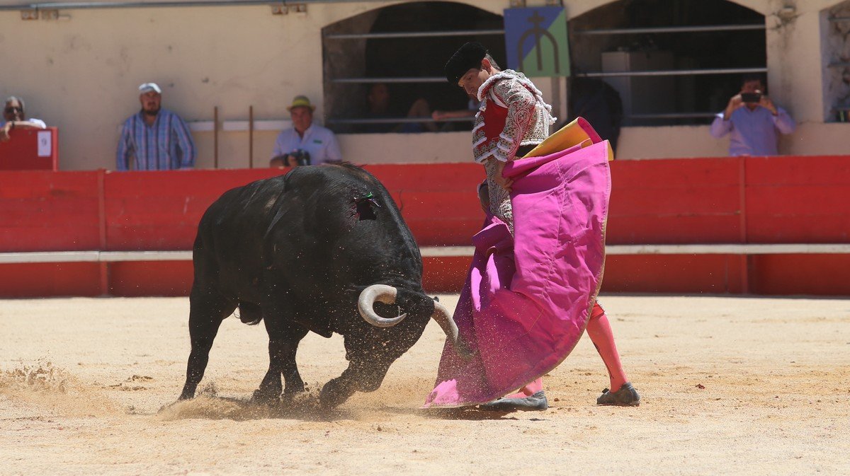 NÎMES EN FERIA Selon l'Ifop, 56 % des sondés nîmois contre la corrida