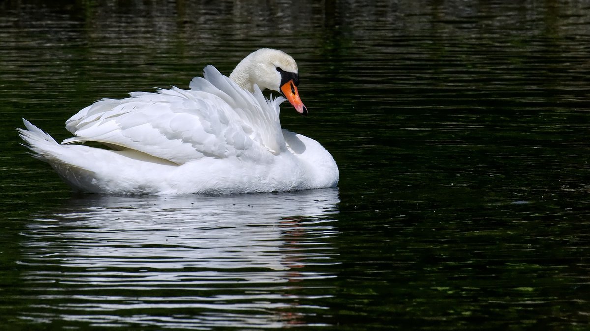 Une cinquantaine de cygnes sauvages ont &eacute;t&eacute; retrouv&eacute;s morts &agrave; la mi-janvier en Camargue.&nbsp;