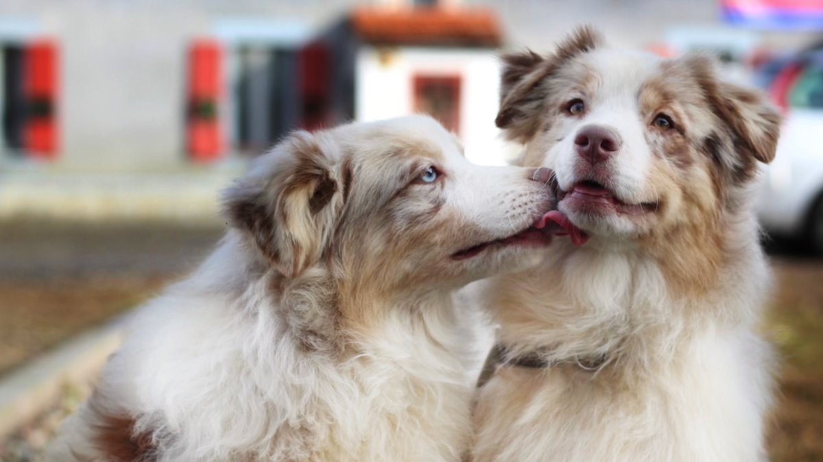 AIMARGUES La Royal Canin Foundation annonce son soutien à l’association « Les Chiens du Silence »
