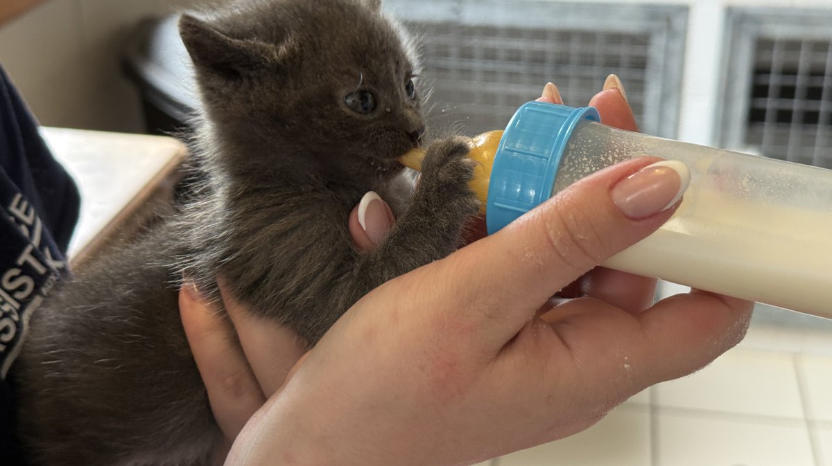 BELLEGARDE Le Refuge rappelle l&#039;importance de la stérilisation des chats