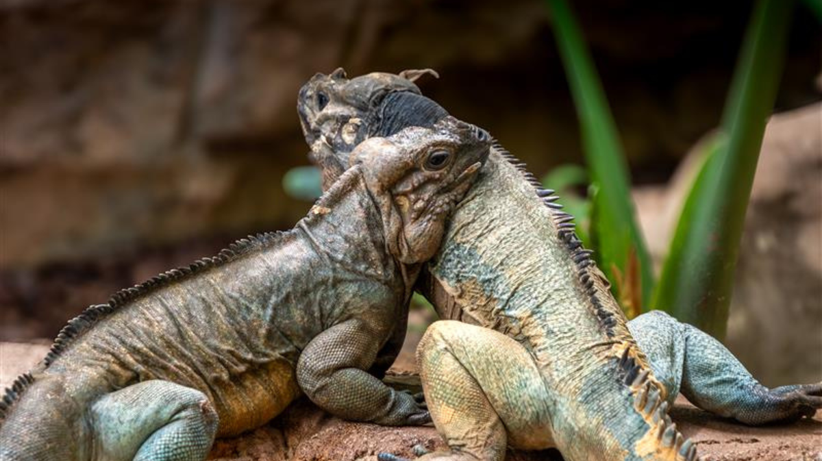 PIERRELATTE Des nouvelles des animaux de la Ferme aux Crocodiles Réserve Tropicale