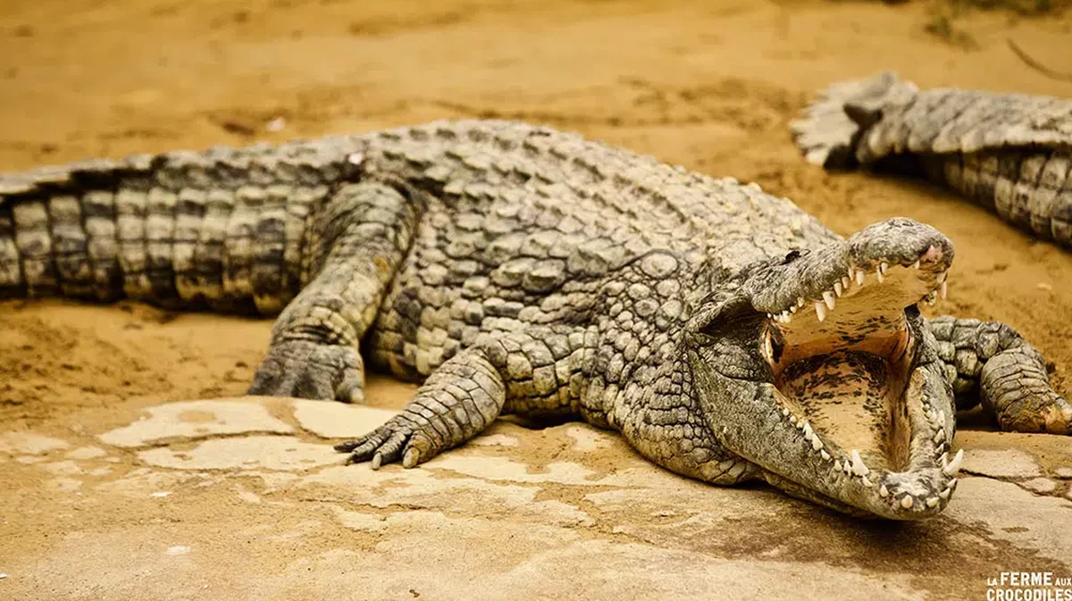 PIERRELATTE La Ferme aux Crocodiles réserve un automne plein de surprises