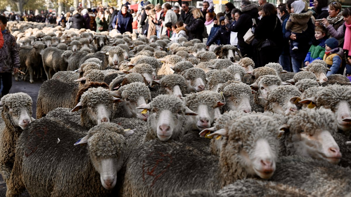Patrick Fabre, directeur de la Maison de la Transhumance.
