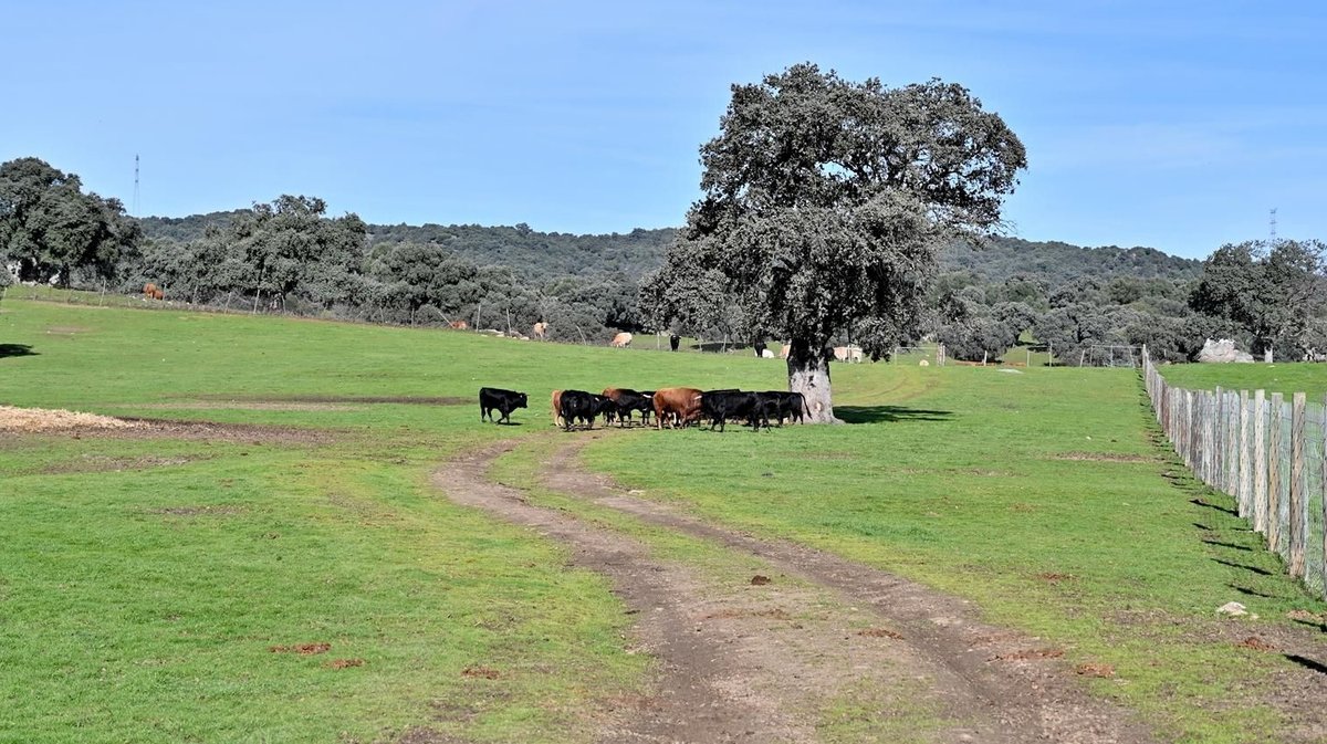 Le campo d'El Calero (Photo Pe&ntilde;a Taurina Tomas Rufo)