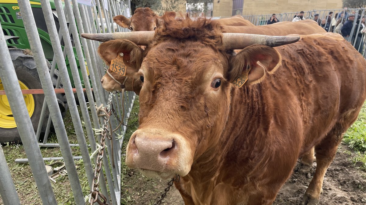 NÎMES Le concours bovin et ovin à la cote