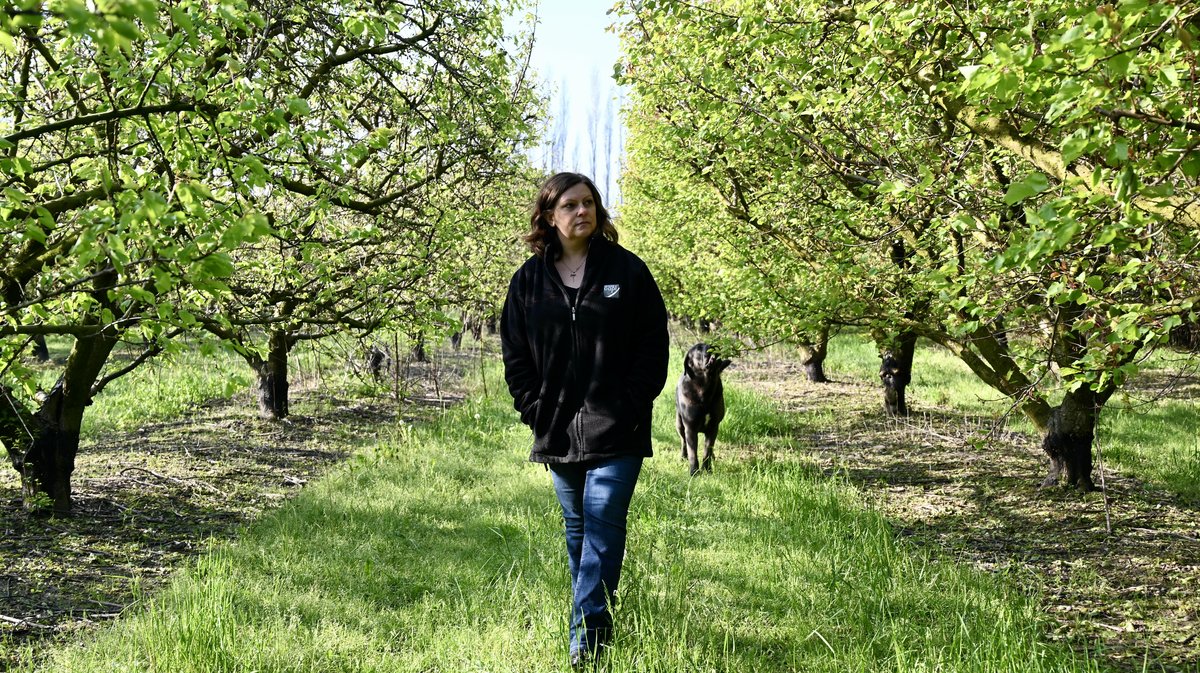 BEAUCAIRE Les vergers du Mas du Soleil victimes de la grêle