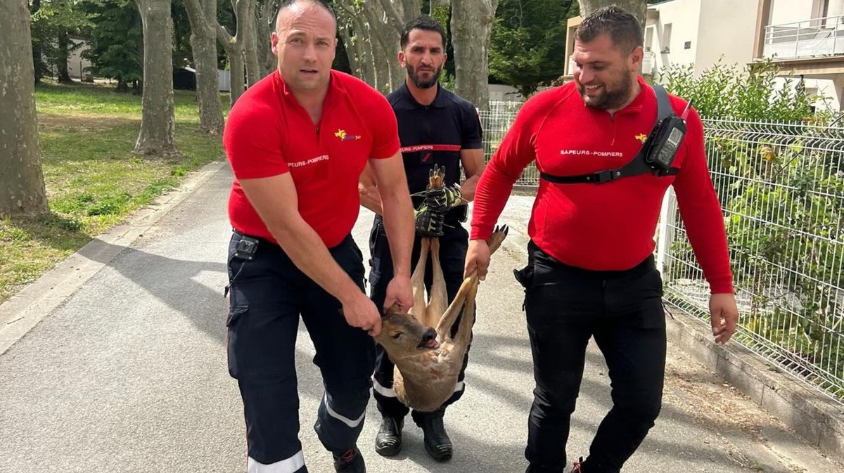 BAGNOLS Des biches ramenées dans le droit chemin par les pompiers