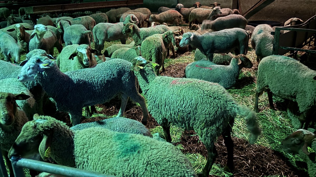 CABRIÈRES Pour l’Aïd, un éleveur interdit de vendre ses moutons