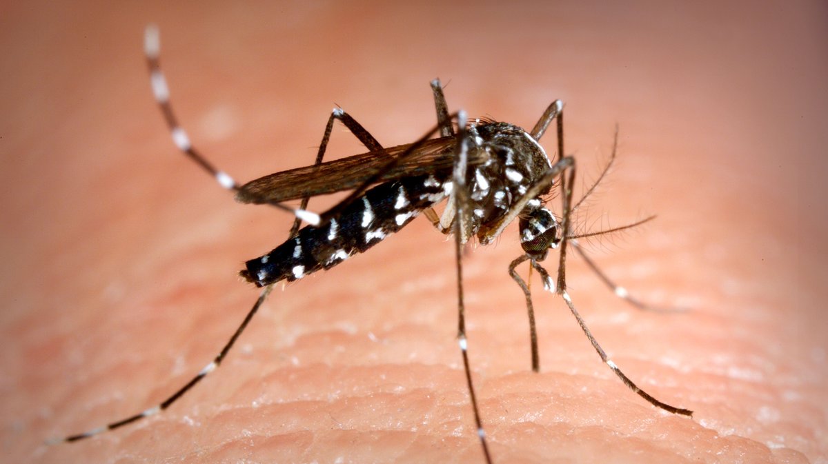 Aedes albopictus mosquito also known as the asian tiger mosquito