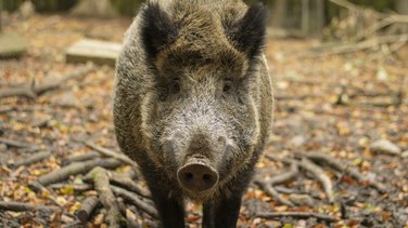 Sanglier