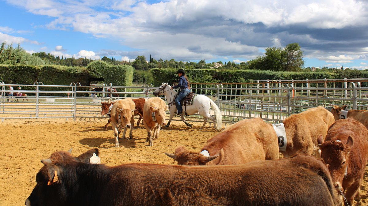 american horse show uzès ranch sorting équitation western