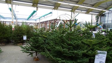 collecte de sapins Bagnols/Cèze