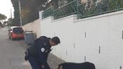 La police de Bagnols retrouve Lulu le cochon