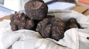 truffes mélanosporum