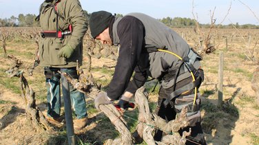 exosquelette taille vigne
