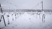 Les vignes sous la neige à Montpezat