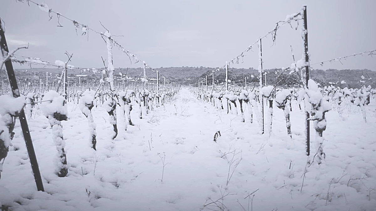 Les vignes sous la neige à Montpezat