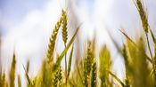 blé champ agriculture