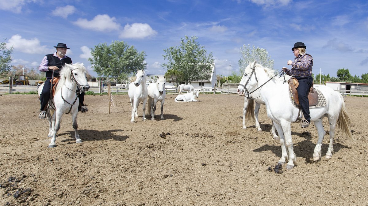 Grau du Roi ranch espiguette promenades a cheval (YP)