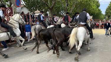 concours abrivado vauvert chevaux