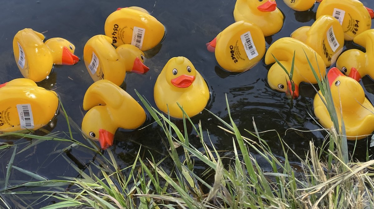 Amboise : une Duck Race sans canard en plastique dans la Loire