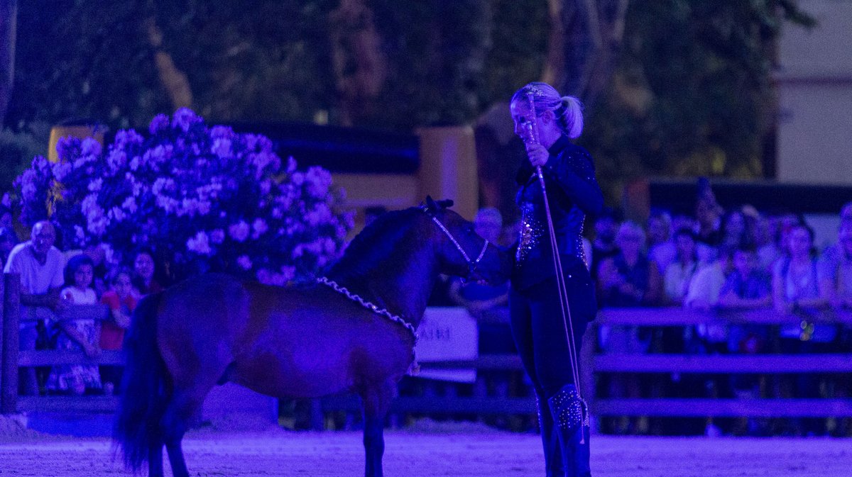 beaucaire spectacle equestre (yp)