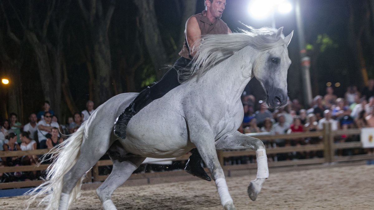 beaucaire spectacle equestre (yp)