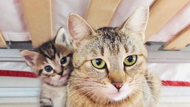 Pour son chat, il fait du sursis