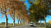 route uzège automne platane