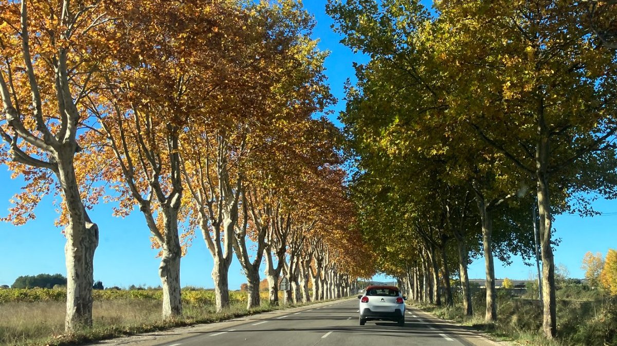 route uzège automne platane