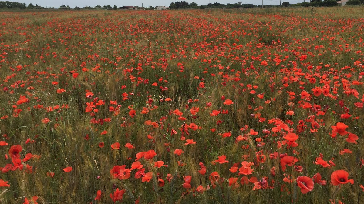 Coquelicot cueillette garrigue  (Photo Archives Anthony Maurin)