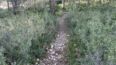 Un sentier à débroussailler (Photo Anthony Maurin).
