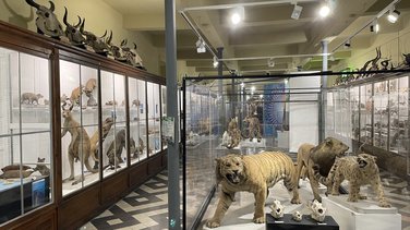 Muséum d'histoire naturelle de Nîmes (Photo Anthony Maurin)