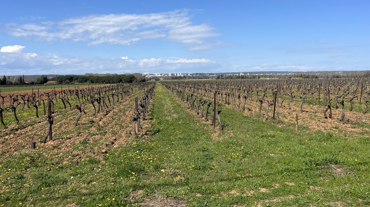 Champ fleuri vignes Nîmes Jeunes Agriculteurs du Gard 2024 (Photo Anthony Maurin)