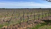Jeunes Agriculteurs du Gard vigne Nîmes 2024 (Photo Anthony Maurin)