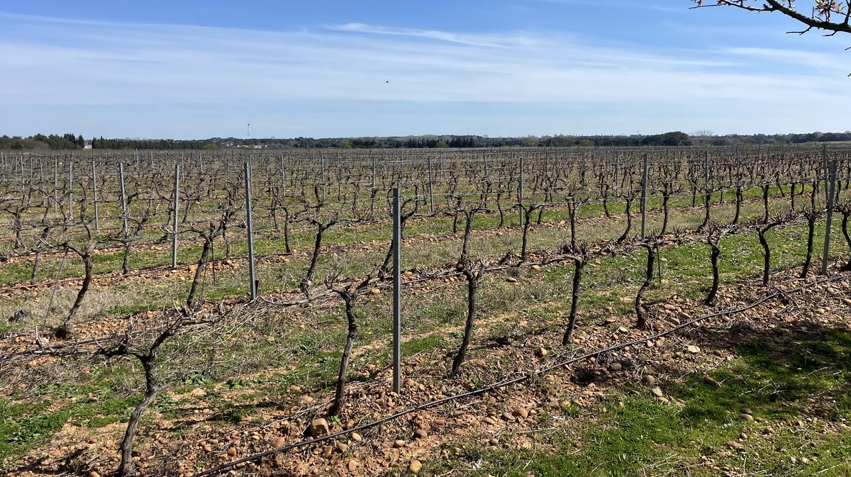Jeunes Agriculteurs du Gard vigne Nîmes 2024 (Photo Anthony Maurin)