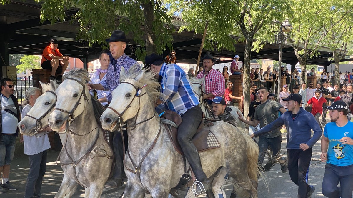 Abrivado Feria Alès 2024