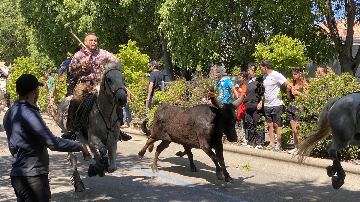 Abrivado Feria Alès 2024