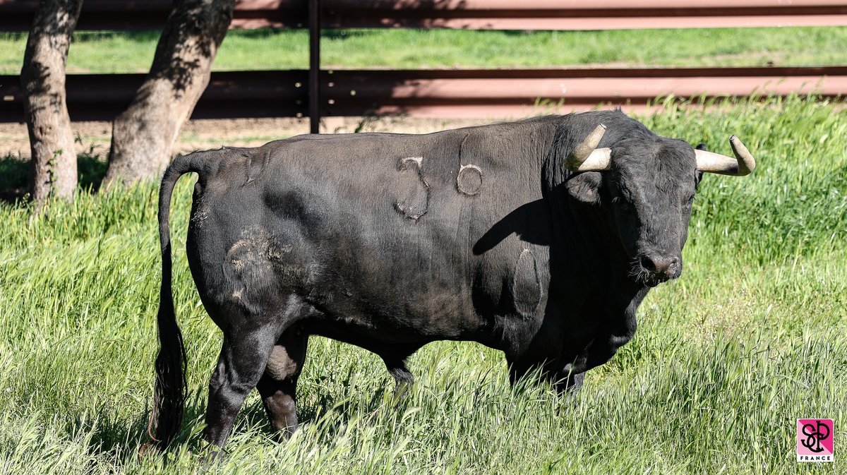 Juan Pedro Domecq Nîmes Pentecôte 2024  (Photo SCPF)