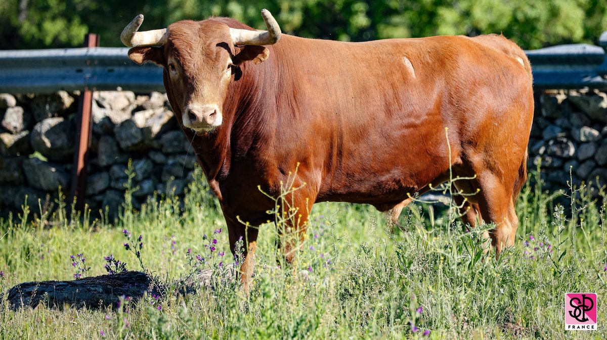 Victoriano del Rio Nîmes Pentecôte 2024 (Photo SCPF)