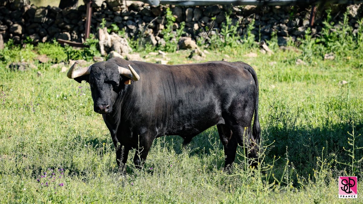 Victoriano del Rio Nîmes Pentecôte 2024 (Photo SCPF)