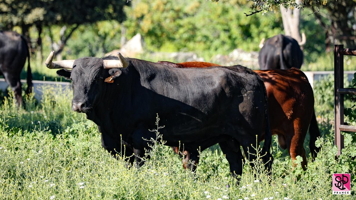 Victoriano del Rio Nîmes Pentecôte 2024 (Photo SCPF)