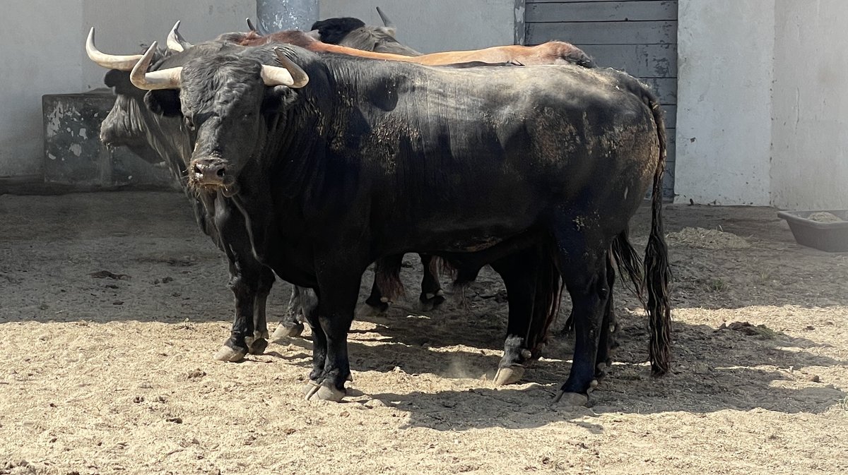 Présentation toros de la feria de Pentecôte Nîmes 2024 (Photo Anthony Maurin)