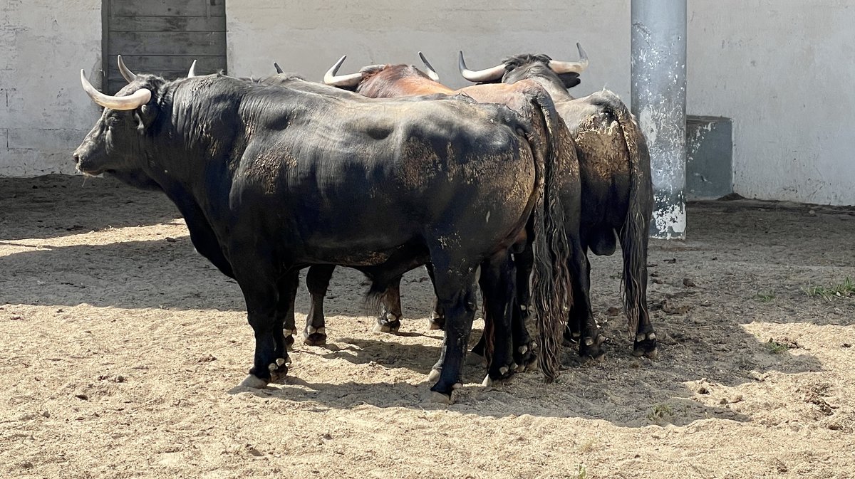 Présentation toros feria Pentecôte Nîmes 2024 (Photo Anthony Maurin)