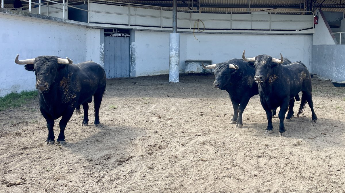 Présentation toros de la feria de Pentecôte Nîmes 2024 (Photo Anthony Maurin)