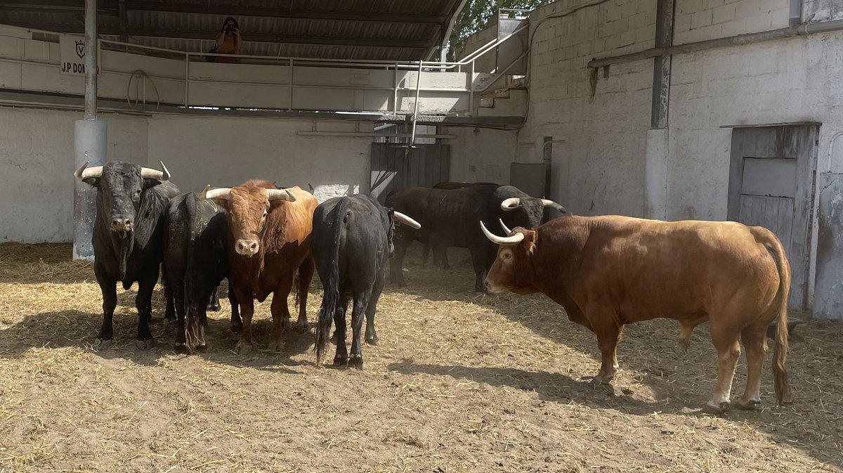 Présentation toros de la feria de Pentecôte Nîmes 2024 (Photo Anthony Maurin)