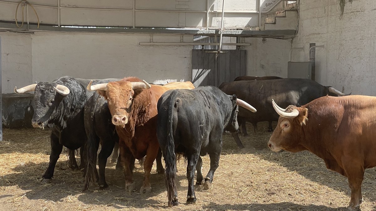 Présentation toros de la feria de Pentecôte Nîmes 2024 (Photo Anthony Maurin)