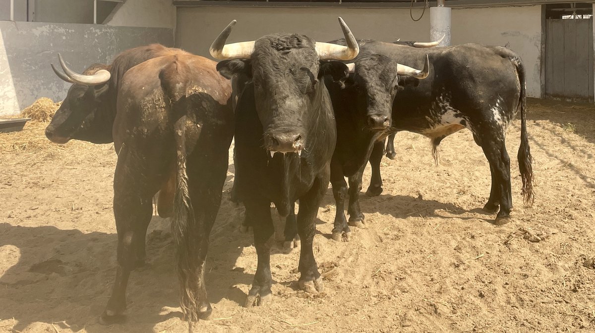 Présentation toros de la feria de Pentecôte Nîmes 2024 (Photo Anthony Maurin)